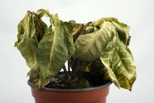 Как сделать освещение для комнатных растений. Как выбрать освещение для комнатных цветов