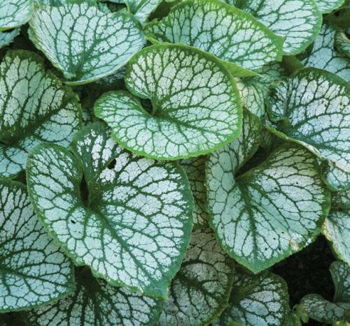 Что посадить в сухой тени. Сухая тень: что туда посадить? 8 прекрасных вариантов