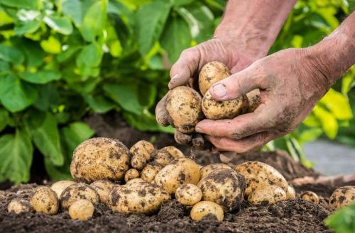 Что можно посадить в полутень. Список самых легко выращиваемых овощей в огороде
