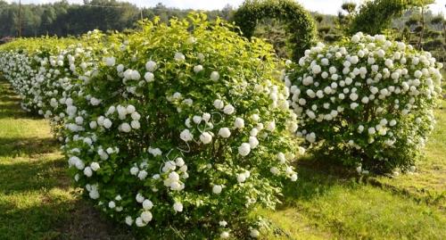 Какие растения любят тень и растут под деревьями ответы. Теневыносливые и тенелюбивые деревья