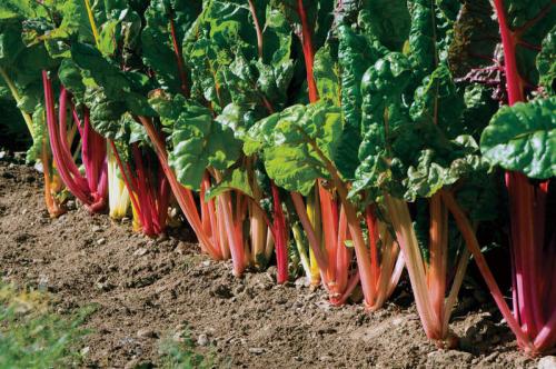 Что можно посадить в полутень. Список самых легко выращиваемых овощей в огороде