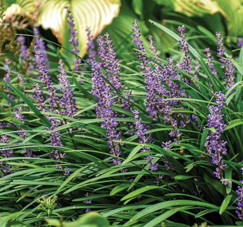 Что посадить в сухой тени. Сухая тень: что туда посадить? 8 прекрасных вариантов