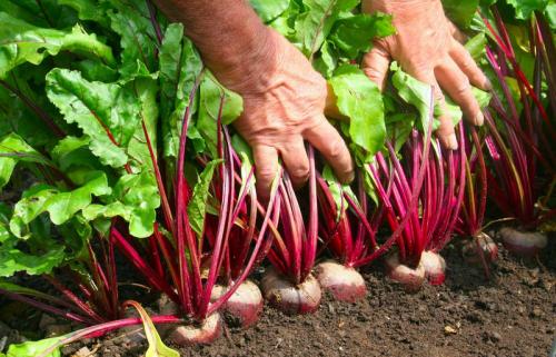 Что можно посадить в полутень. Список самых легко выращиваемых овощей в огороде