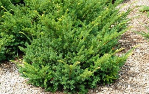 Какие растения любят тень и растут под деревьями ответы. Теневыносливые и тенелюбивые деревья