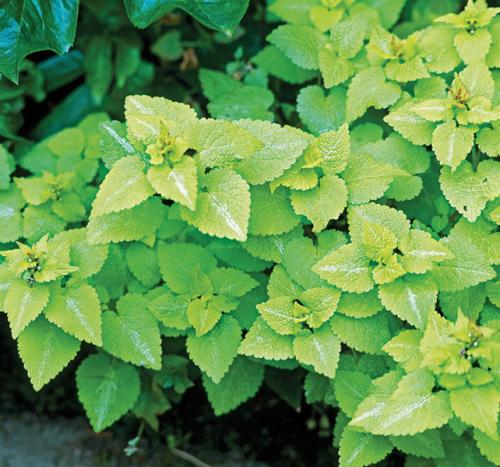 Что посадить в сухой тени. Сухая тень: что туда посадить? 8 прекрасных вариантов