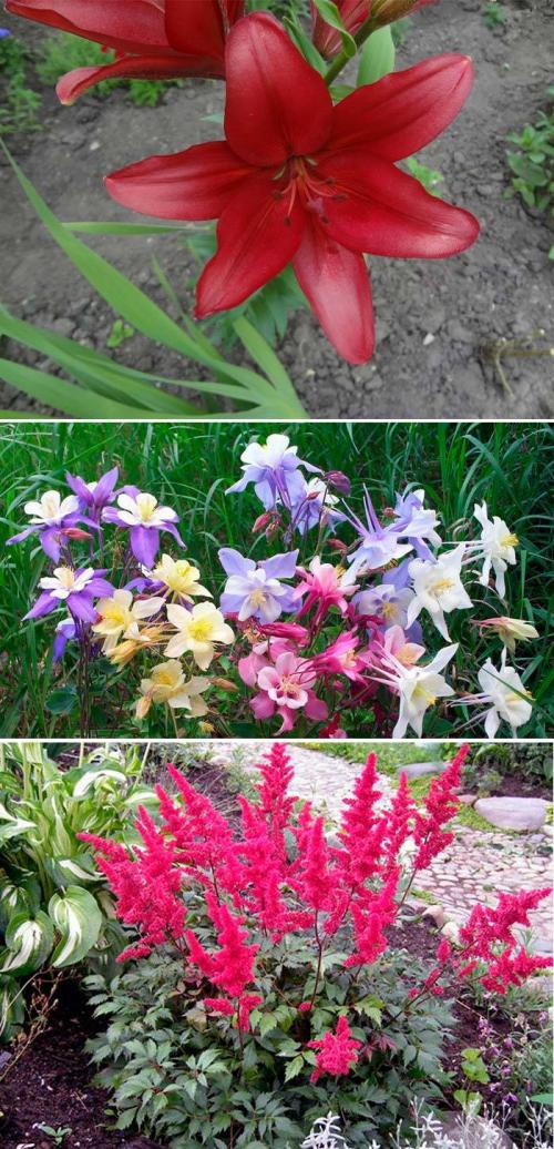 Какие цветы можно посадить в тени под деревьями. 10 лучших цветов для посадки под деревом