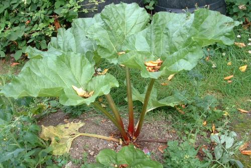 Что можно посадить в полутень. Список самых легко выращиваемых овощей в огороде