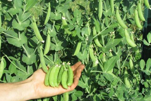 Что можно посадить в полутень. Список самых легко выращиваемых овощей в огороде