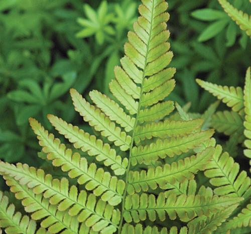 Что посадить в сухой тени. Сухая тень: что туда посадить? 8 прекрасных вариантов