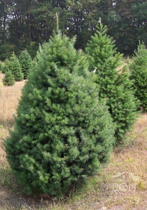 Какие растения любят тень и растут под деревьями ответы. Теневыносливые и тенелюбивые деревья