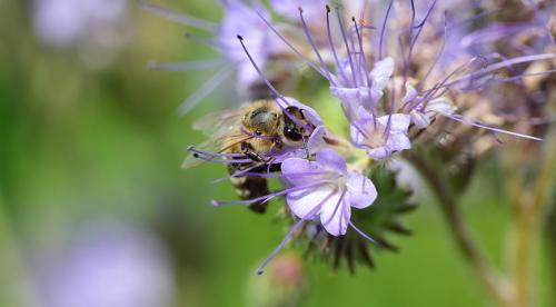 Зачем опытные огородники высаживают на участке фацелию. Фацелия, как сидерат 05