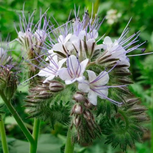 Фацелия выращивание на семена. Разновидности фацелии, какие предпочтительнее использовать в качестве сидерата