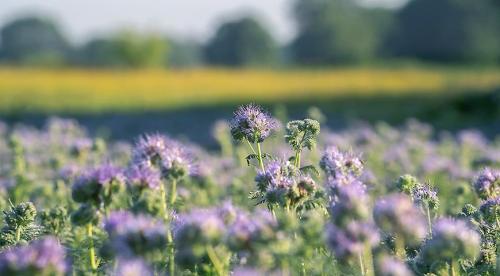 Зачем опытные огородники высаживают на участке фацелию. Фацелия, как сидерат 03