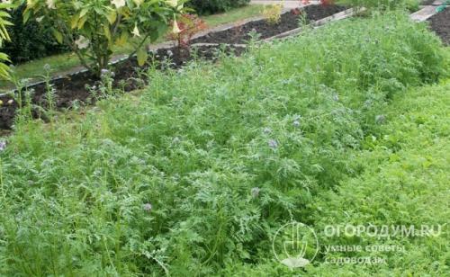 Зачем опытные огородники высаживают на участке фацелию. Фацелия, как сидерат