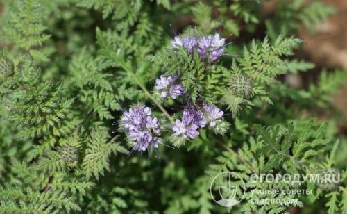 Зачем опытные огородники высаживают на участке фацелию. Фацелия, как сидерат