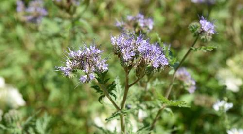 Зачем опытные огородники высаживают на участке фацелию. Фацелия, как сидерат 04