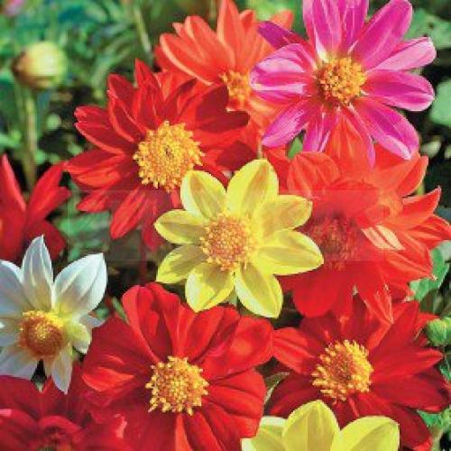 Уход за клумбой в разные времена года. В этой статье мы расскажем вам, как ухаживать за цветниками на протяжении года.