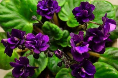 Тенелюбивые растения для квартиры. 66 тенелюбивых комнатных растений с фото 02 Тенелюбивые растения для квартиры. 66 тенелюбивых комнатных растений с фото 02