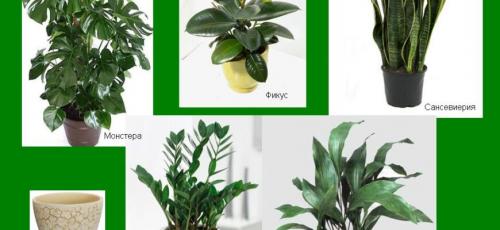 Тенелюбивые растения для квартиры. 66 тенелюбивых комнатных растений с фото