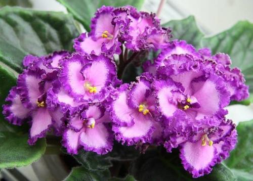 Список тенелюбивых комнатных растений. Тенелюбивые цветущие комнатные растения с названиями