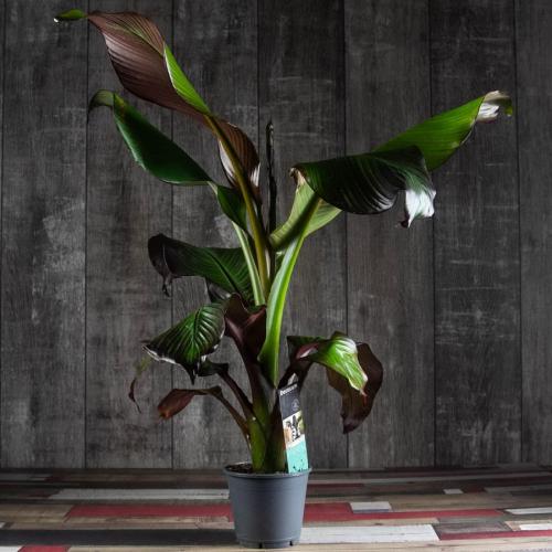 10 самых больших растений для интерьера. ТОП 30 больших и красивых комнатных растений и цветов — фото и названия 05 10 самых больших растений для интерьера. ТОП 30 больших и красивых комнатных растений и цветов — фото и названия 05