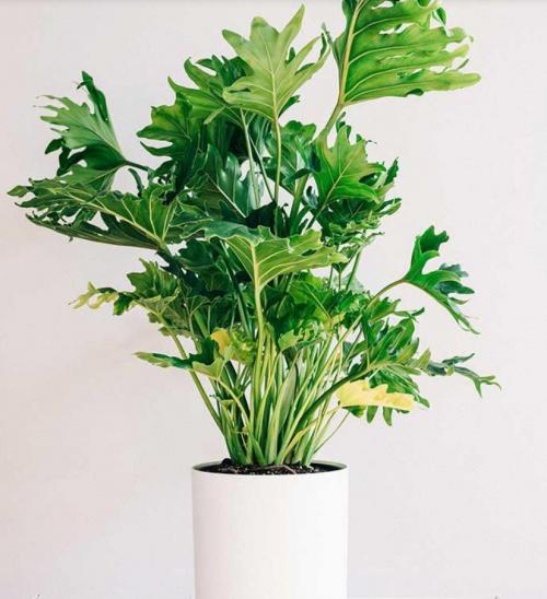 10 самых больших растений для интерьера. ТОП 30 больших и красивых комнатных растений и цветов — фото и названия 16 10 самых больших растений для интерьера. ТОП 30 больших и красивых комнатных растений и цветов — фото и названия 16