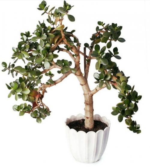 10 самых больших растений для интерьера. ТОП 30 больших и красивых комнатных растений и цветов — фото и названия 23 10 самых больших растений для интерьера. ТОП 30 больших и красивых комнатных растений и цветов — фото и названия 23