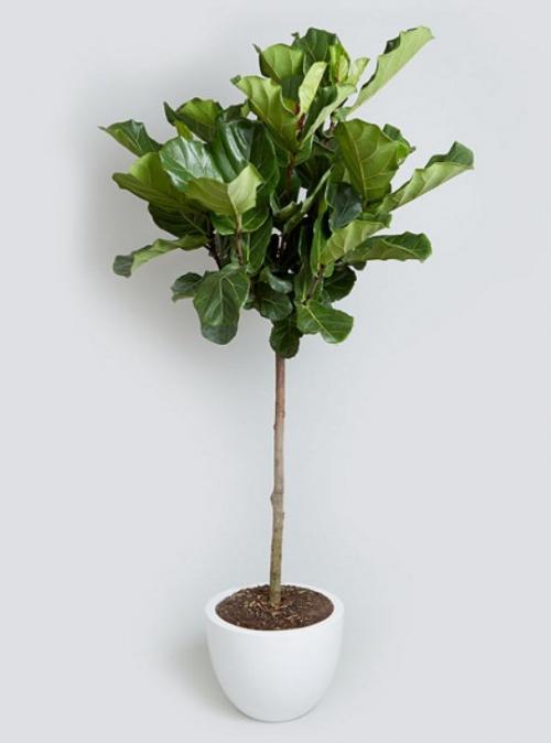 10 самых больших растений для интерьера. ТОП 30 больших и красивых комнатных растений и цветов — фото и названия 25 10 самых больших растений для интерьера. ТОП 30 больших и красивых комнатных растений и цветов — фото и названия 25