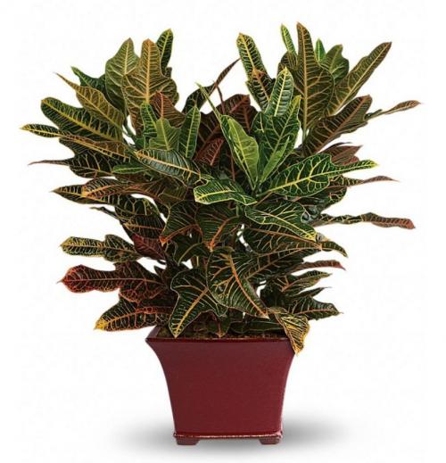 10 самых больших растений для интерьера. ТОП 30 больших и красивых комнатных растений и цветов — фото и названия 18 10 самых больших растений для интерьера. ТОП 30 больших и красивых комнатных растений и цветов — фото и названия 18