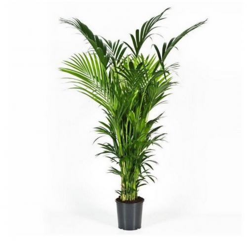 10 самых больших растений для интерьера. ТОП 30 больших и красивых комнатных растений и цветов — фото и названия 07 10 самых больших растений для интерьера. ТОП 30 больших и красивых комнатных растений и цветов — фото и названия 07