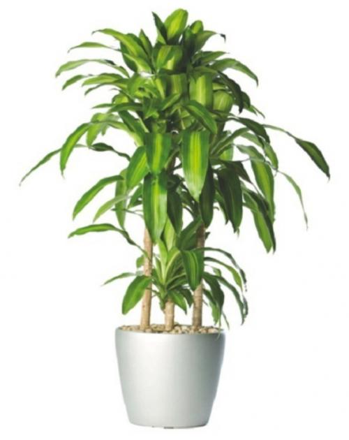 10 самых больших растений для интерьера. ТОП 30 больших и красивых комнатных растений и цветов — фото и названия 24 10 самых больших растений для интерьера. ТОП 30 больших и красивых комнатных растений и цветов — фото и названия 24