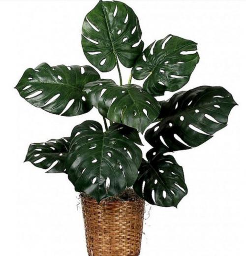 10 самых больших растений для интерьера. ТОП 30 больших и красивых комнатных растений и цветов — фото и названия 26 10 самых больших растений для интерьера. ТОП 30 больших и красивых комнатных растений и цветов — фото и названия 26