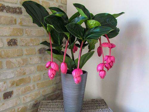 10 самых больших растений для интерьера. ТОП 30 больших и красивых комнатных растений и цветов — фото и названия 09 10 самых больших растений для интерьера. ТОП 30 больших и красивых комнатных растений и цветов — фото и названия 09