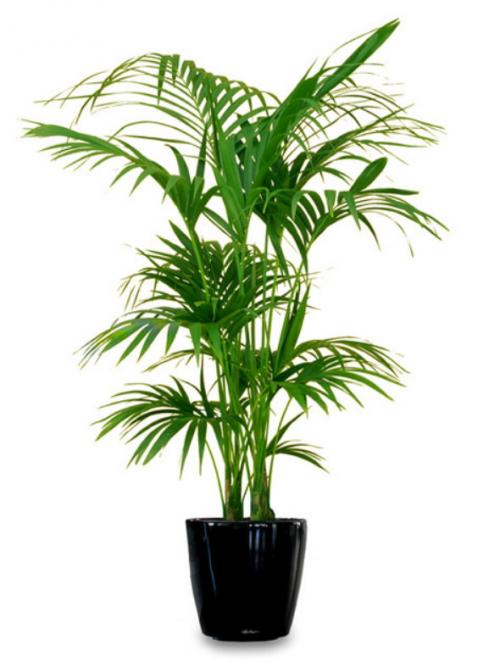 10 самых больших растений для интерьера. ТОП 30 больших и красивых комнатных растений и цветов — фото и названия 15 10 самых больших растений для интерьера. ТОП 30 больших и красивых комнатных растений и цветов — фото и названия 15