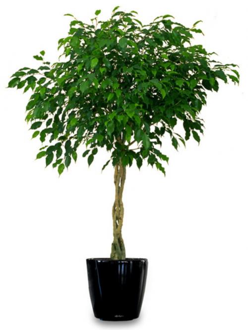 10 самых больших растений для интерьера. ТОП 30 больших и красивых комнатных растений и цветов — фото и названия 19 10 самых больших растений для интерьера. ТОП 30 больших и красивых комнатных растений и цветов — фото и названия 19