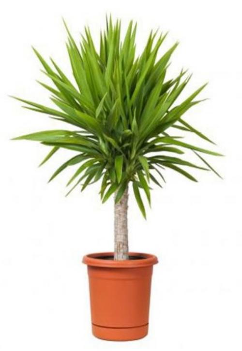 10 самых больших растений для интерьера. ТОП 30 больших и красивых комнатных растений и цветов — фото и названия 14 10 самых больших растений для интерьера. ТОП 30 больших и красивых комнатных растений и цветов — фото и названия 14