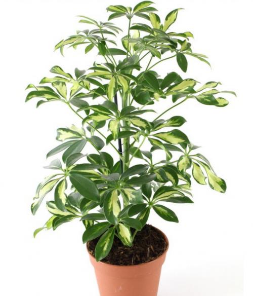 10 самых больших растений для интерьера. ТОП 30 больших и красивых комнатных растений и цветов — фото и названия 20 10 самых больших растений для интерьера. ТОП 30 больших и красивых комнатных растений и цветов — фото и названия 20