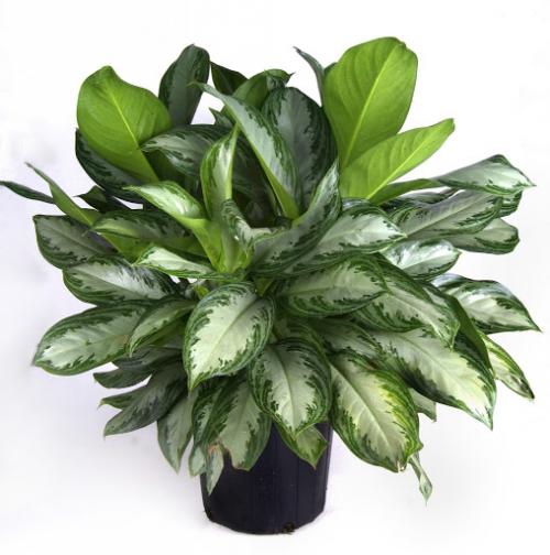 10 самых больших растений для интерьера. ТОП 30 больших и красивых комнатных растений и цветов — фото и названия 13 10 самых больших растений для интерьера. ТОП 30 больших и красивых комнатных растений и цветов — фото и названия 13