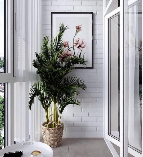 10 самых больших растений для интерьера. ТОП 30 больших и красивых комнатных растений и цветов — фото и названия 01 10 самых больших растений для интерьера. ТОП 30 больших и красивых комнатных растений и цветов — фото и названия 01