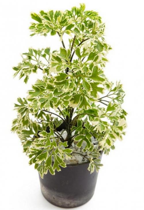 10 самых больших растений для интерьера. ТОП 30 больших и красивых комнатных растений и цветов — фото и названия 17 10 самых больших растений для интерьера. ТОП 30 больших и красивых комнатных растений и цветов — фото и названия 17