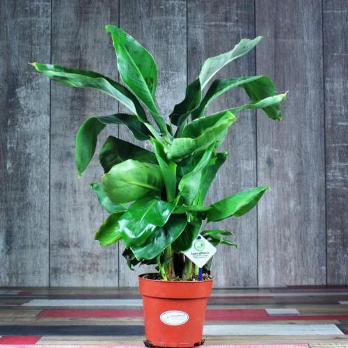 10 самых больших растений для интерьера. ТОП 30 больших и красивых комнатных растений и цветов — фото и названия 06 10 самых больших растений для интерьера. ТОП 30 больших и красивых комнатных растений и цветов — фото и названия 06