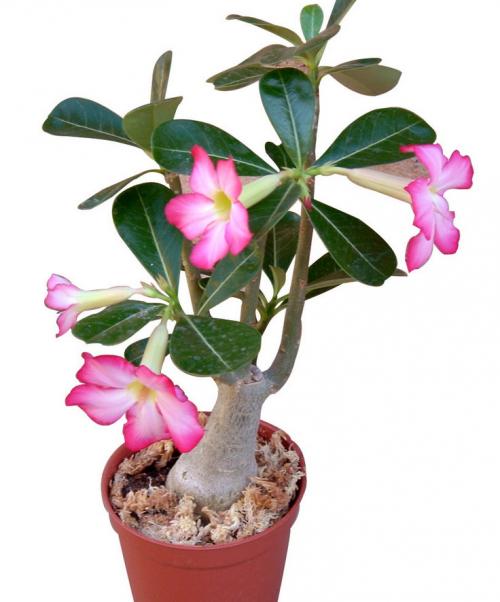 10 самых больших растений для интерьера. ТОП 30 больших и красивых комнатных растений и цветов — фото и названия 22 10 самых больших растений для интерьера. ТОП 30 больших и красивых комнатных растений и цветов — фото и названия 22