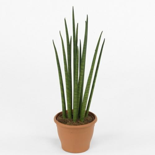 Большие комнатные растения не требующие света. 21 растение, которому достаточно мало света