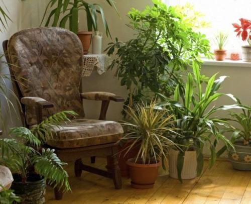 Тенелюбивые комнатные растения. Поклонники тени и их таланты