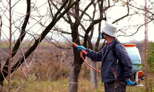 Календарь ухода за сливой. Уход за сливой круглый год