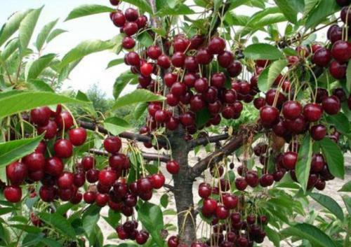 Уход за садом летом. Зависимость от возраста