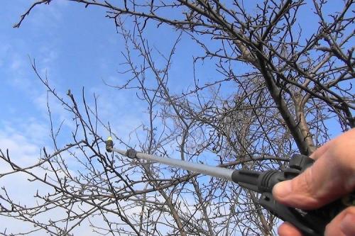 Когда обработать сад от вредителей. Первая — после зимней спячки