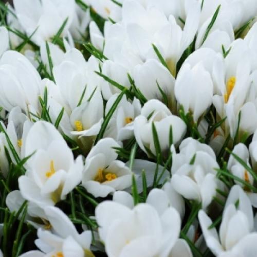 Какие работы весной проводят в поле. Что делают люди весной кратко