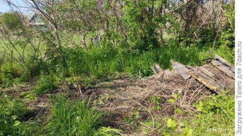 Весенние работы с саду. Новые соседи, крупные надежды