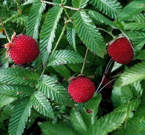 Какие ягодные кустарники можно посадить осенью. 6 плодово-ягодных и декоративных кустарников, которые можно посадить под зиму